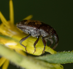 Glyptobaris lecontei
