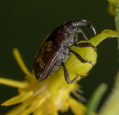 Glyptobaris lecontei