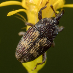 Glyptobaris lecontei