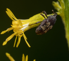 Glyptobaris lecontei