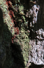 Chaenotheca furfuracea