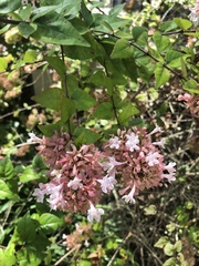 Abelia × grandiflora