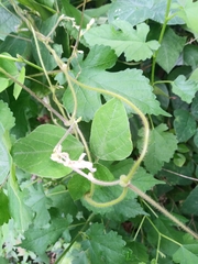 Amphicarpaea bracteata