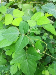 Amphicarpaea bracteata