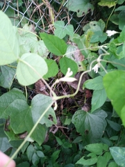 Amphicarpaea bracteata