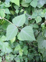 Amphicarpaea bracteata