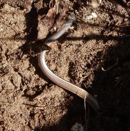 Algoa Dwarf Burrowing Skink, Scelotes anguinus