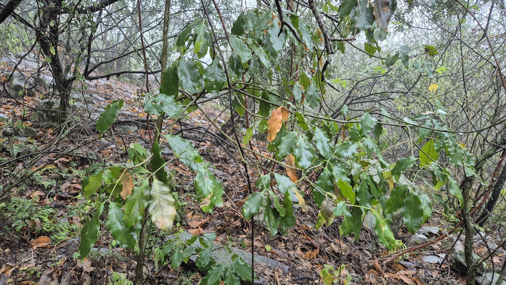 Imagem de Fruta-de-pombo