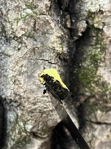 Dog Vomit Slime Mold