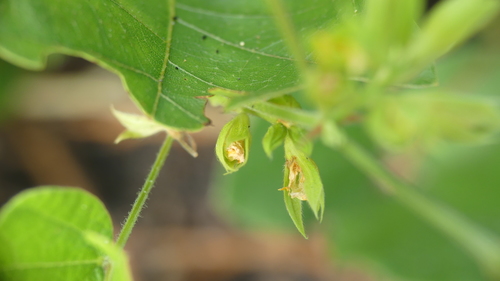 Image of Rhynchosia difformis by (c) Valerie Anderson, some rights reserved (CC BY)