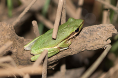 Litoria adelaidensis