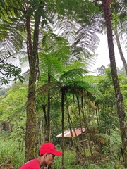 Cyatheaceae