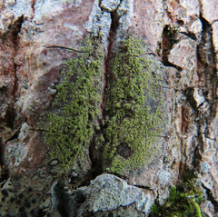Lecidella flavosorediata
