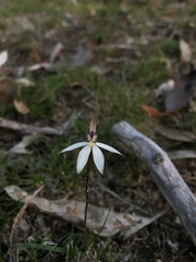 Caladenia saccharata