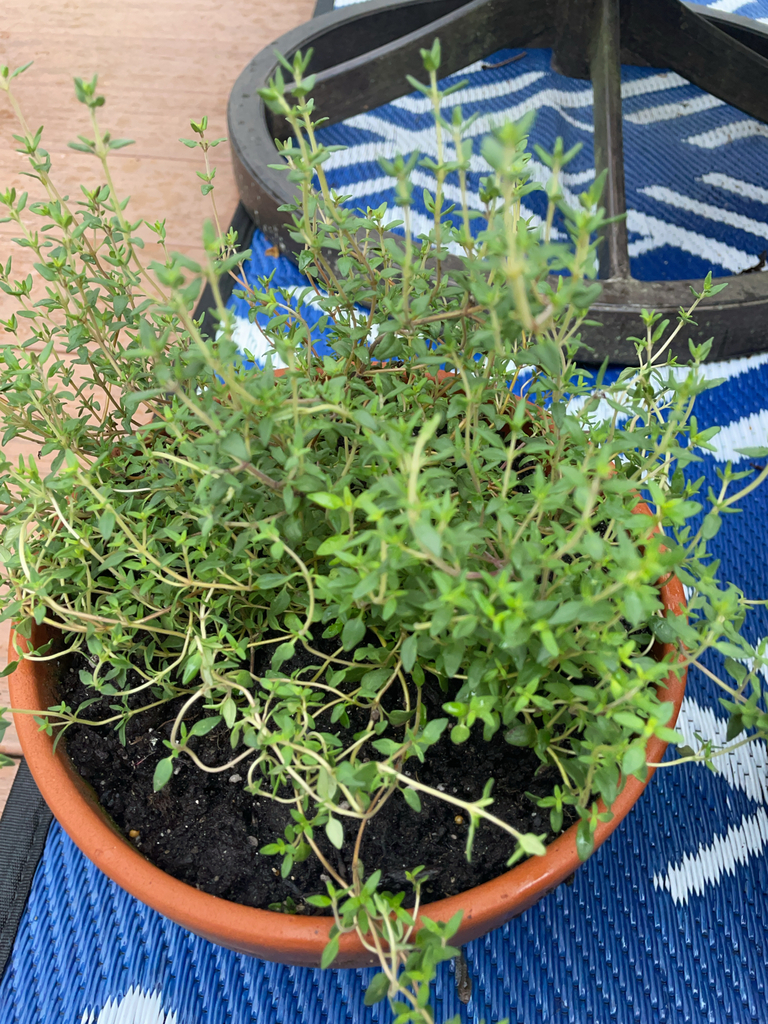 Thymus vulgaris