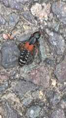 Platydracus stercorarius