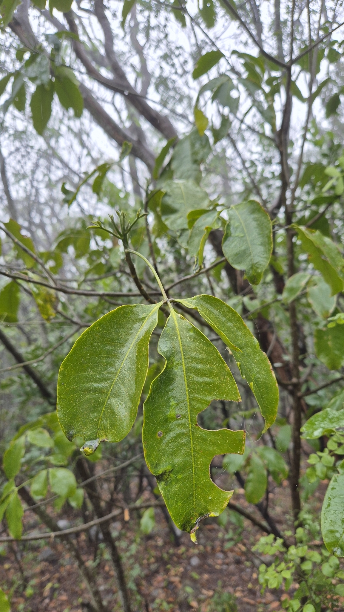 Imagem de Fruta-de-pombo