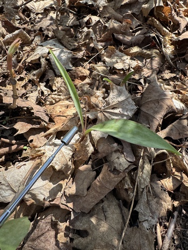 Erythronium propullans, photograph 2