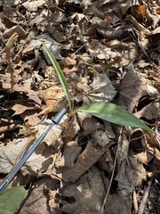 author not stated, no rights reserved Erythronium propullans, photograph author not stated, no rights reserved