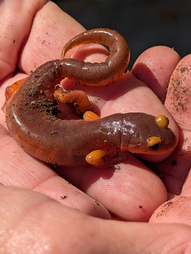 iNaturalist observation photo of Monterey Ensatina