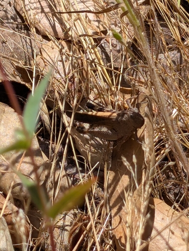 iNaturalist observation photo of Arphia