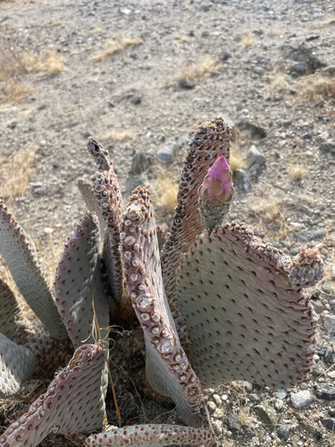 iNaturalist observation photo of Beavertail Pricklypear