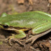 Slender Tree Frog - Photo (c) Ry Beaver, some rights reserved (CC BY-NC), uploaded by Ry Beaver