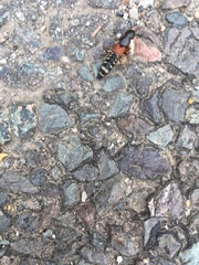Platydracus stercorarius