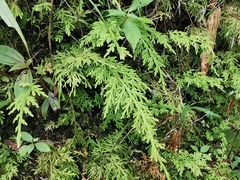 Selaginella