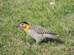 Campo Flicker photo 3