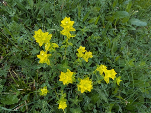Image of Euphorbia verrucosa by (c) Elias, some rights reserved (CC BY)