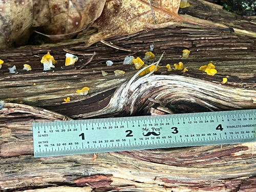 Dacrymyces