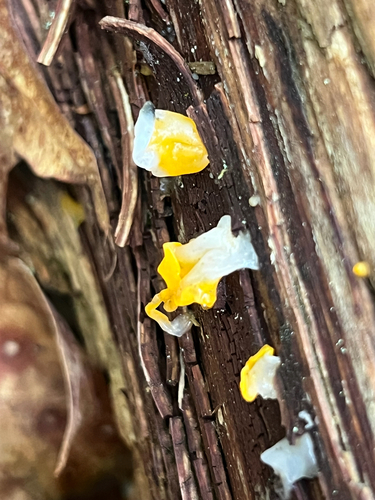 Dacrymyces