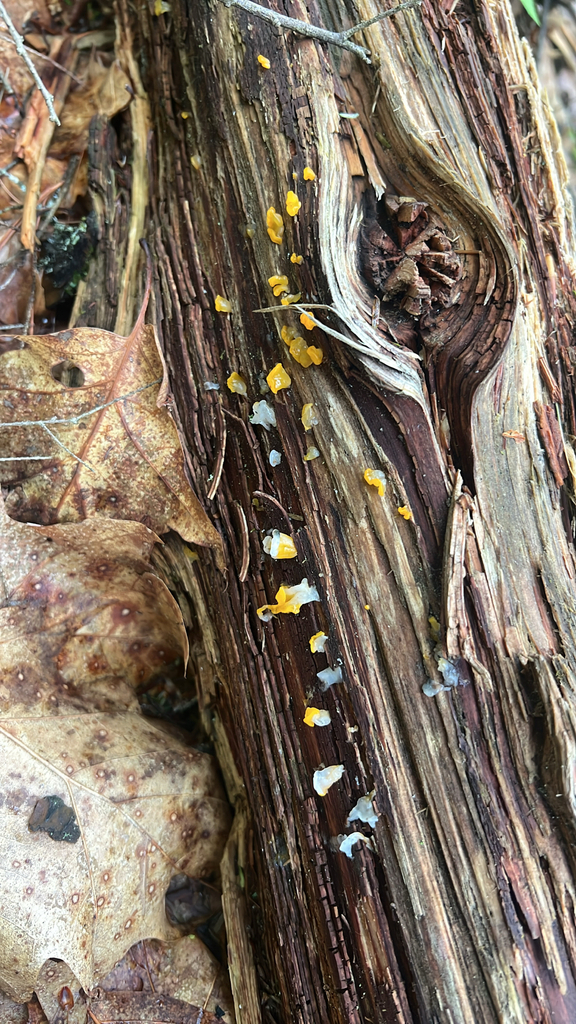 Dacrymyces