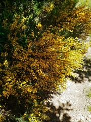 Genista cinerea