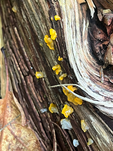 Dacrymyces