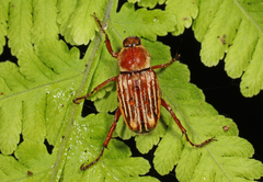 Ceraspis
