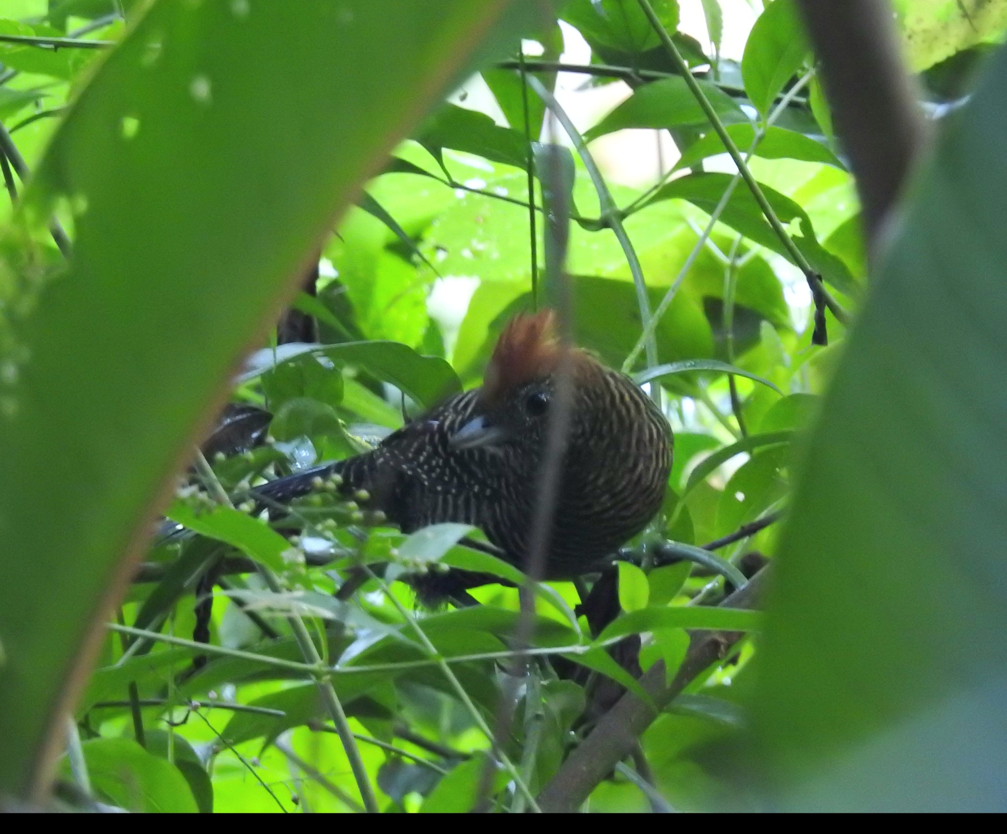 Tufted Antshrike (Mackenziaena severa), photo 5