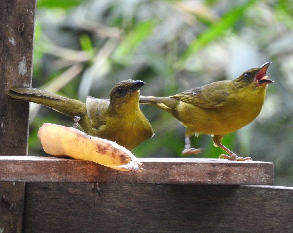 Olive-green Tanager