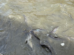 Pangasianodon hypophthalmus