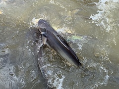 Pangasianodon hypophthalmus
