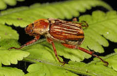 Ceraspis