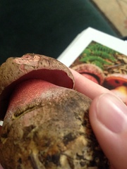 Rubroboletus pulcherrimus