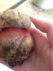 Rubroboletus pulcherrimus