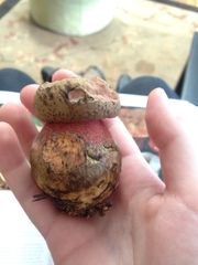 Rubroboletus pulcherrimus