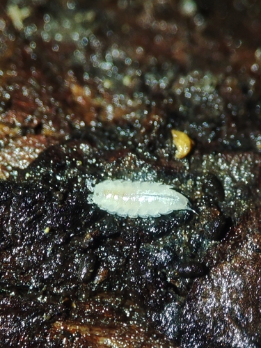 Trichoniscus voltai