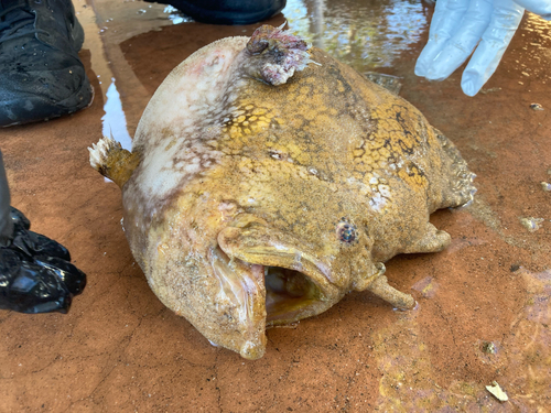 Photo of Roughjaw frogfish (Antennarius avalonis)
