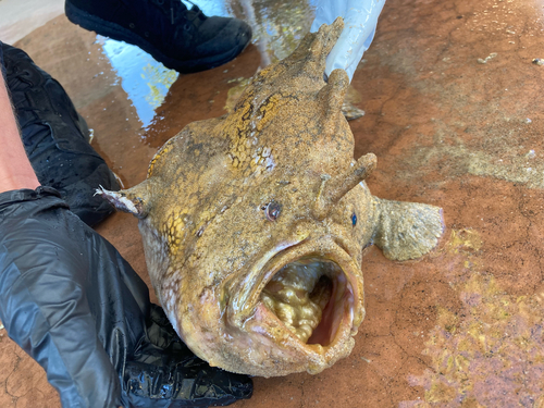 Photo of Roughjaw frogfish (Antennarius avalonis)