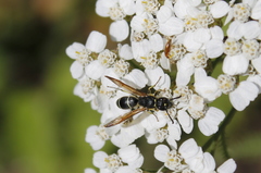 Ancistrocerus albolacteus