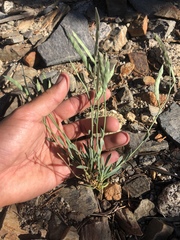 Boechera platysperma